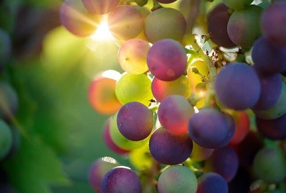 porque usar botellas de plastico para vino